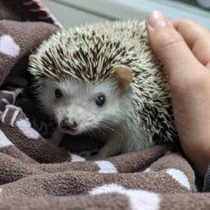 Meet your Posher, Lea